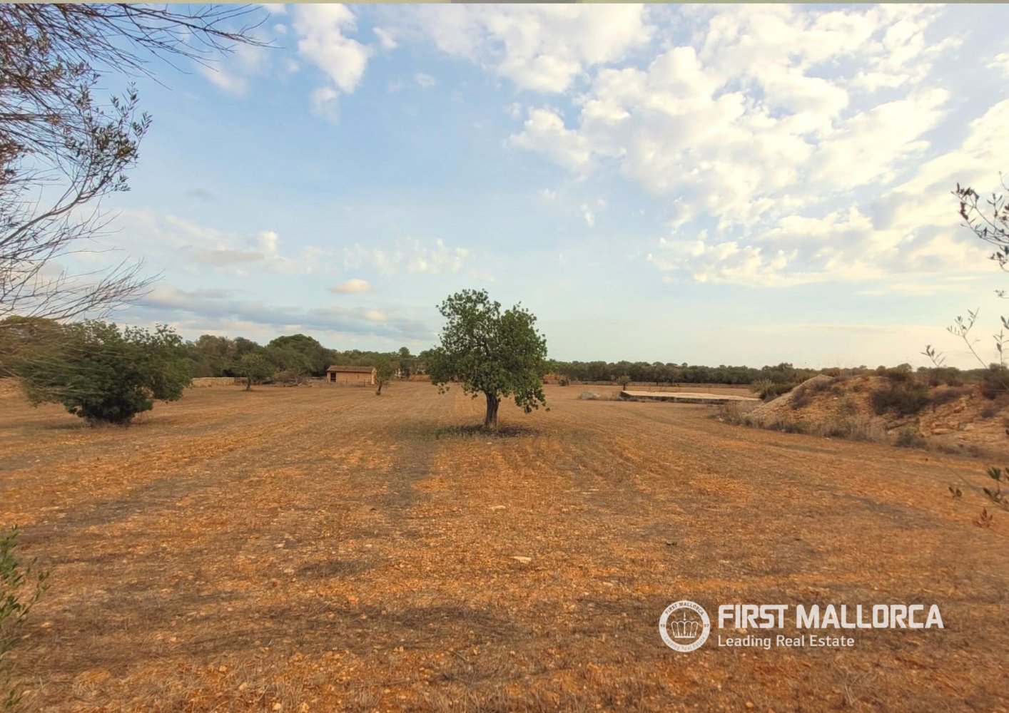 Land in Campos, Mallorca, Spanien 17676 m2 Nr. 198769