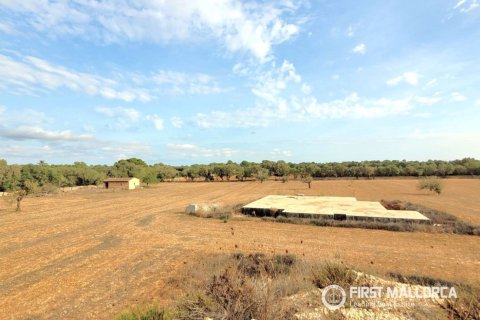 Land in Campos, Mallorca, Spanien 17676 m2 Nr. 198769