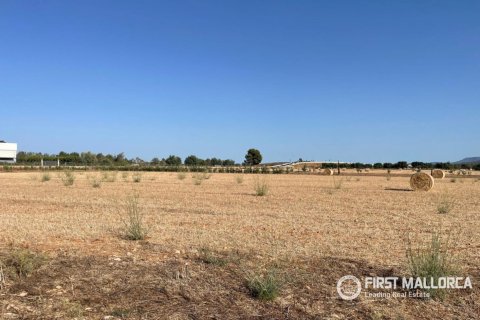 Zemes gabals Santa Maria Del Cami, Mallorca, Spānijā 4 istabas, 32570 m2 Nr. 197362