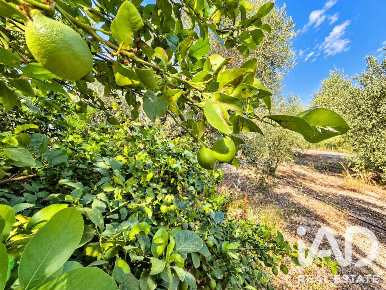 Land plot à Calasparra, Murcia, Espagne 4100 m2 No. 199621