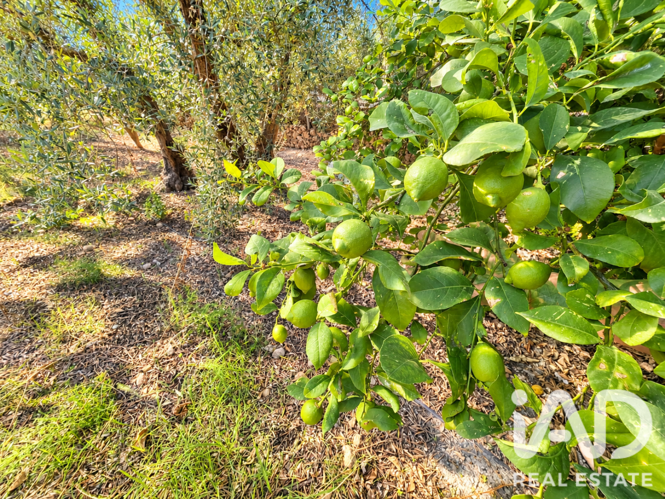 Land plot à Calasparra, Murcia, Espagne 4100 m2 No. 199621