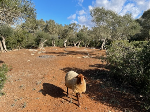 Działka w Felanitx, Mallorca, Hiszpania 2 sypialnie, 61150 mkw. nr 111892