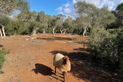 Działka w Felanitx, Mallorca, Hiszpania 2 sypialnie, 61150 mkw. nr 111892