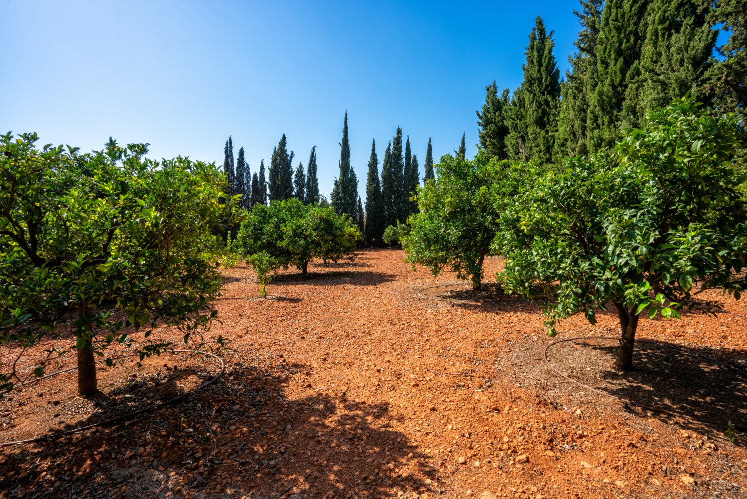 Finca in Bunyola, Mallorca, Spain 4 bedrooms, 286 sq.m. No. 199213