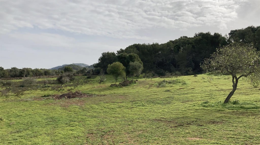 Land plot in Santanyi, Mallorca, Spain 350 sq.m. No. 198841
