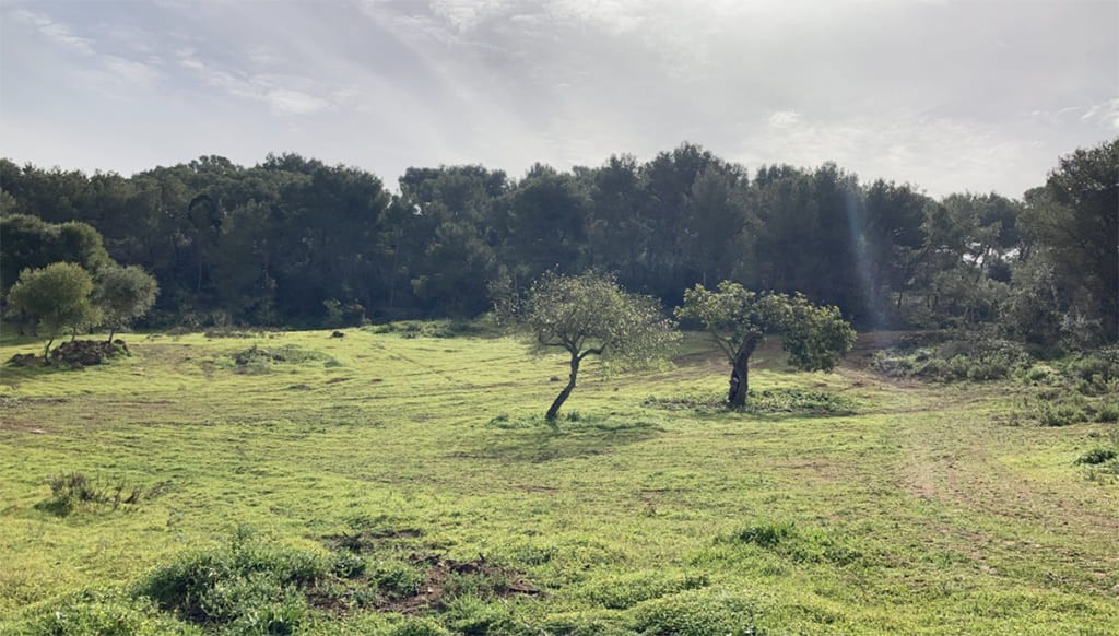 Land plot in Santanyi, Mallorca, Spain 350 sq.m. No. 198841