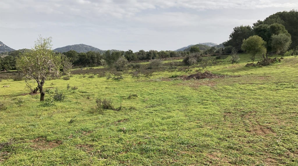 Land plot in Santanyi, Mallorca, Spain 350 sq.m. No. 198841