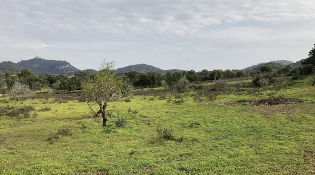 Land plot in Santanyi, Mallorca, Spain 350 sq.m. No. 198841