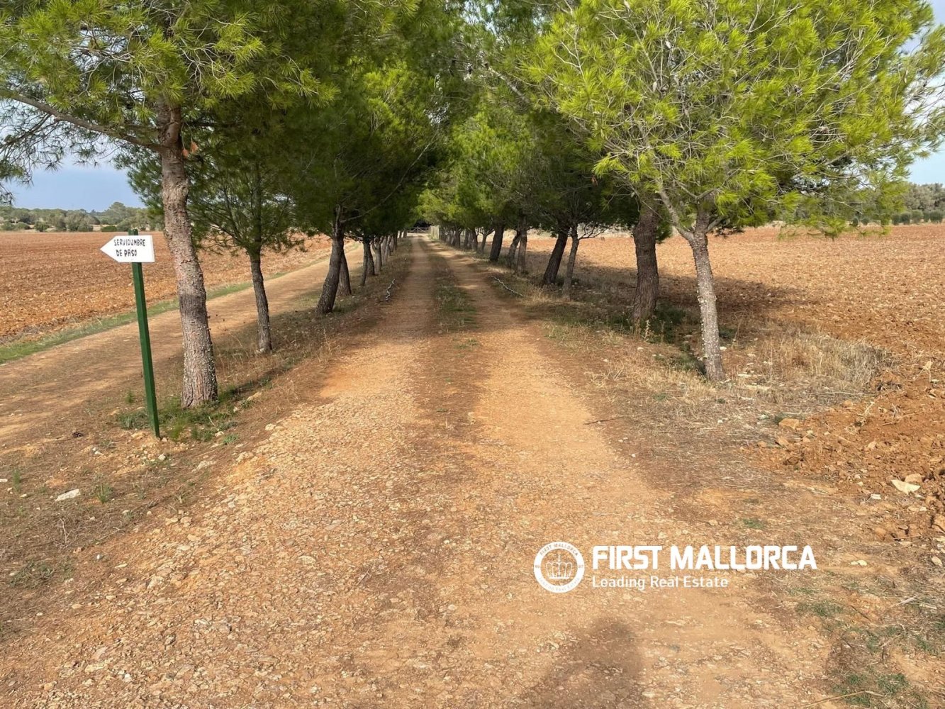 Land in Sencelles, Mallorca, Spanien 33878 m2 Nr. 198528