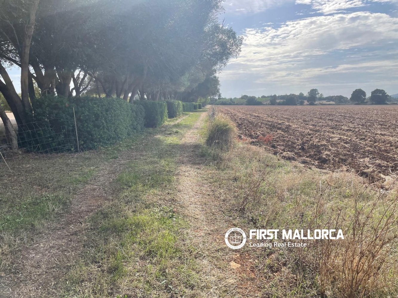 Land in Sencelles, Mallorca, Spanien 33878 m2 Nr. 198528