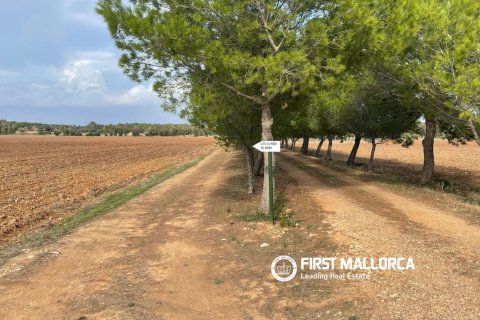 Land in Sencelles, Mallorca, Spanien 33878 m2 Nr. 198528