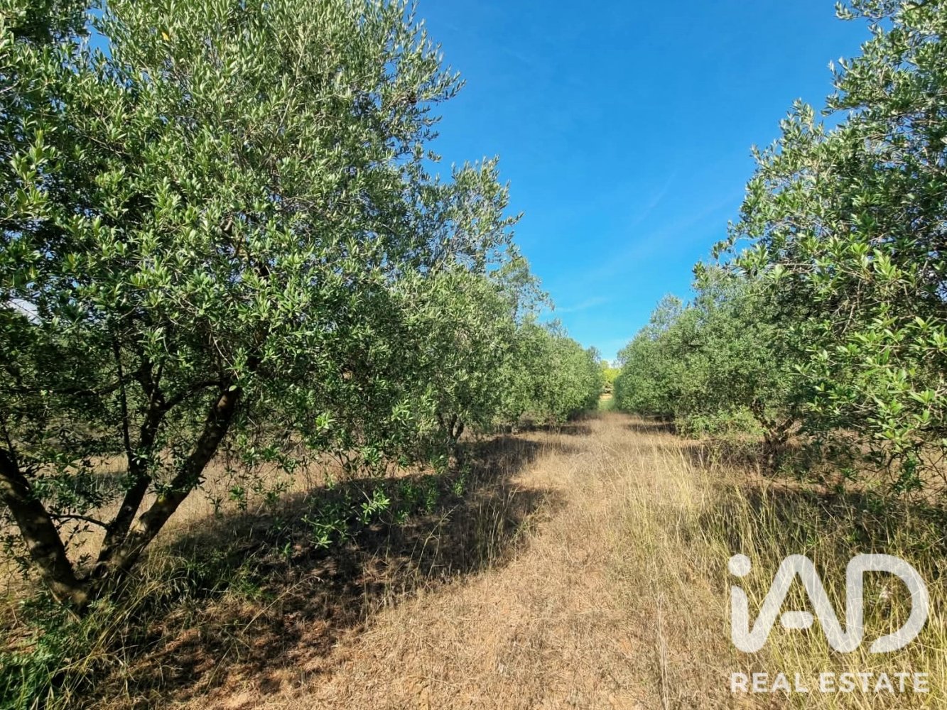Land plot à Ginestar, Tarragona, Espagne 12275 m2 No. 198605