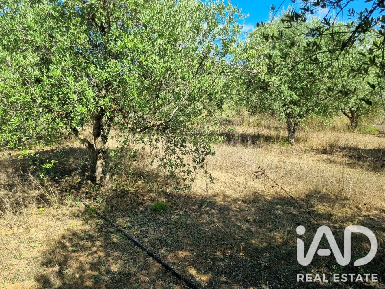 Land plot à Ginestar, Tarragona, Espagne 12275 m2 No. 198605
