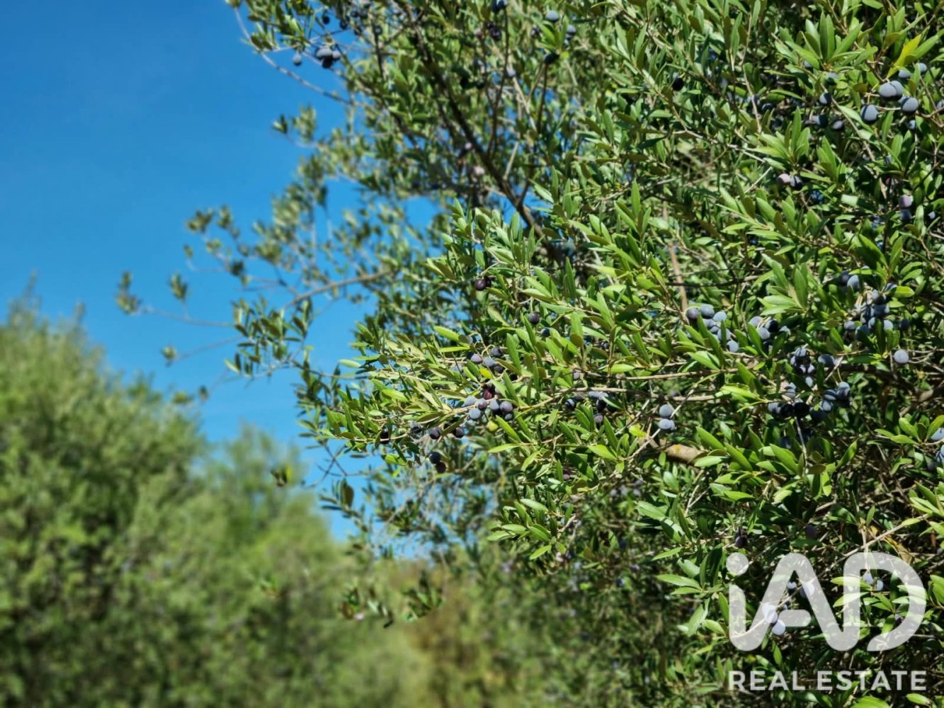 Land plot à Ginestar, Tarragona, Espagne 12275 m2 No. 198605