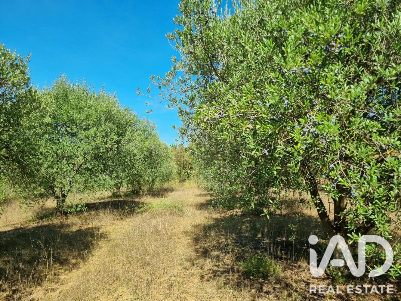 Land plot à Ginestar, Tarragona, Espagne 12275 m2 No. 198605