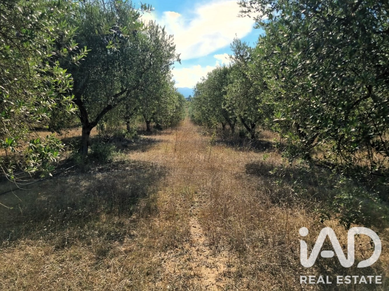 Land plot à Ginestar, Tarragona, Espagne 12275 m2 No. 198605