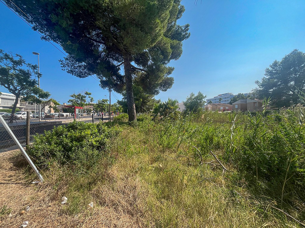 Land in Mallorca, Spanien Nr. 198238
