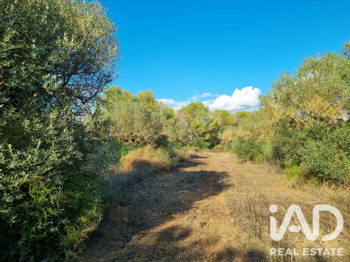 Land plot in Ginestar, Tarragona, Spain 22451 sq.m. No. 199522