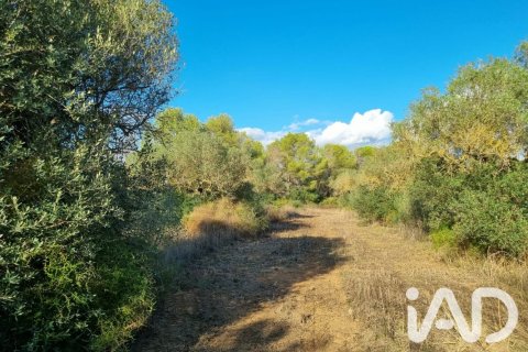 Land plot in Ginestar, Tarragona, Spain 22451 sq.m. No. 199522
