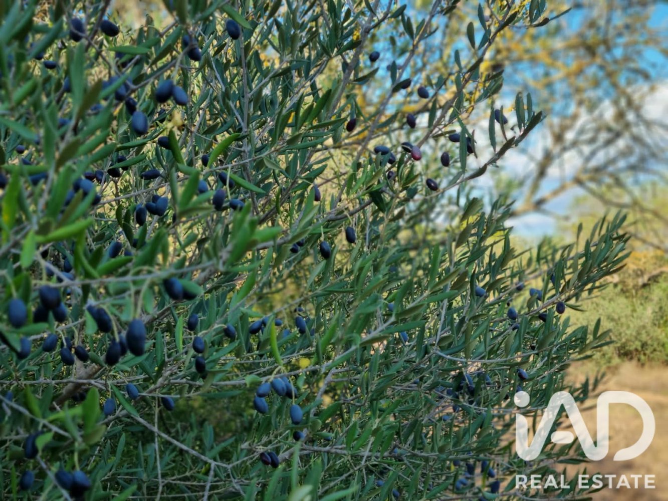 Land plot in Ginestar, Tarragona, Spain 22451 sq.m. No. 199522