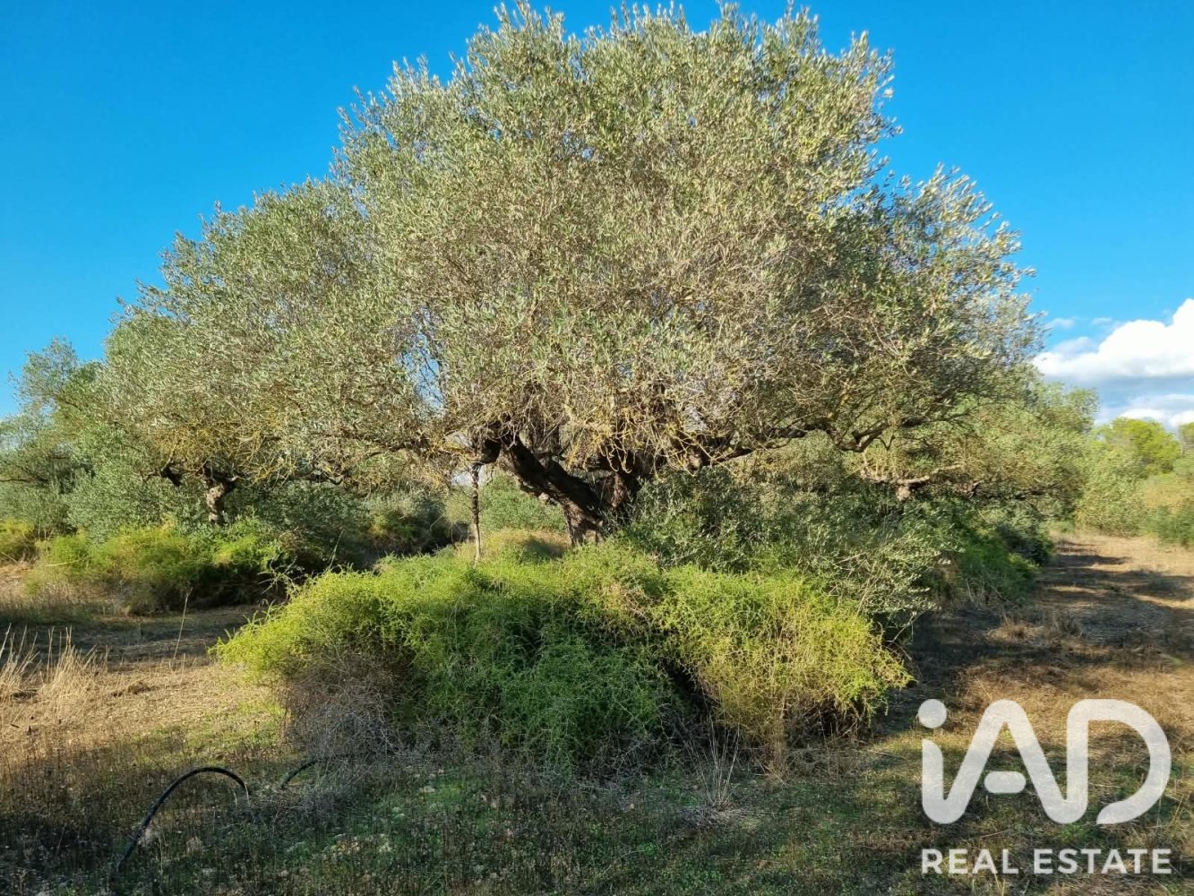 Land plot in Ginestar, Tarragona, Spain 22451 sq.m. No. 199522