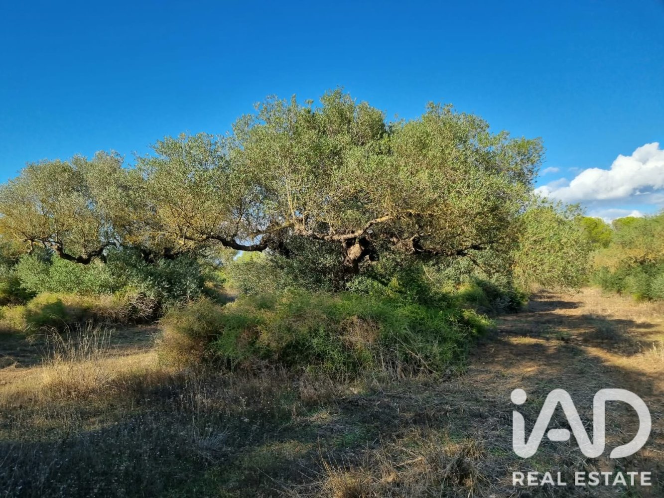 Land plot in Ginestar, Tarragona, Spain 22451 sq.m. No. 199522
