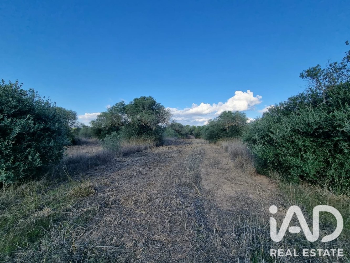Land plot in Ginestar, Tarragona, Spain 22451 sq.m. No. 199522