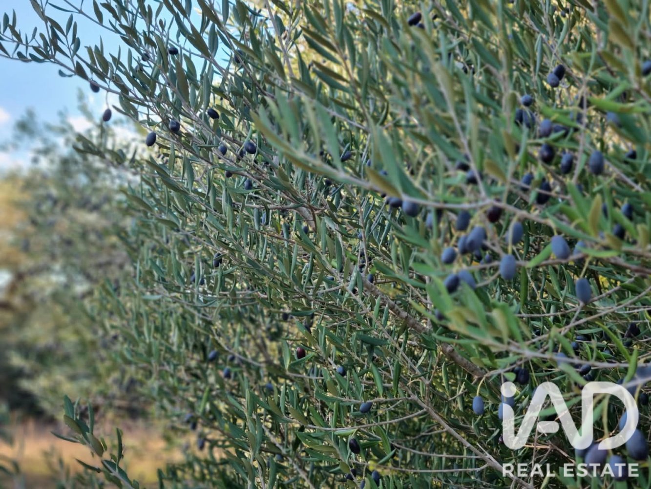 Land plot in Ginestar, Tarragona, Spain 22451 sq.m. No. 199522