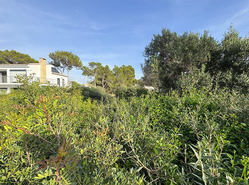 Land in El Toro, Mallorca, Spanien Nr. 198540