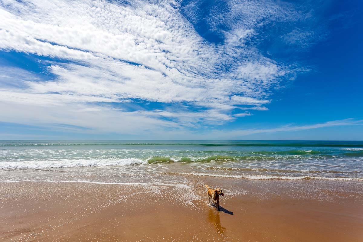 Rules for Bringing Pets into Spain in 2023 Rules for Bringing Pets into Spain in 2023
