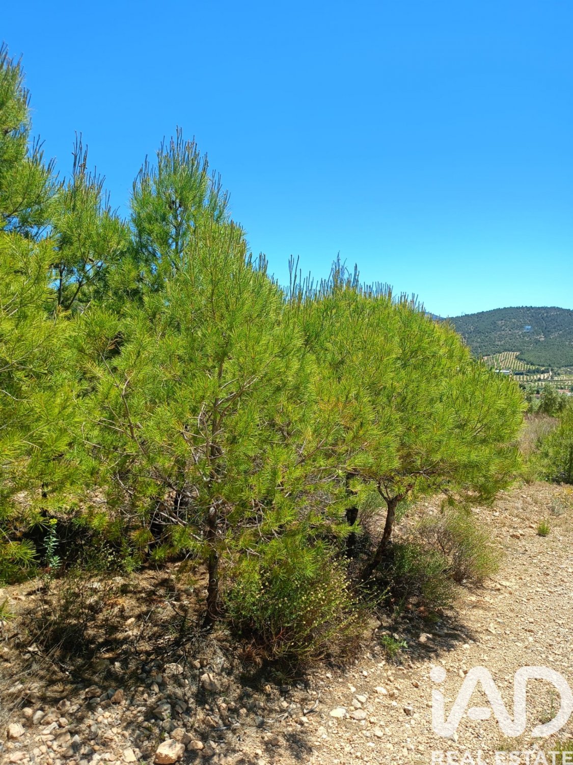 Land plot in Lorca, Murcia, Spain 4462 sq.m. No. 188346