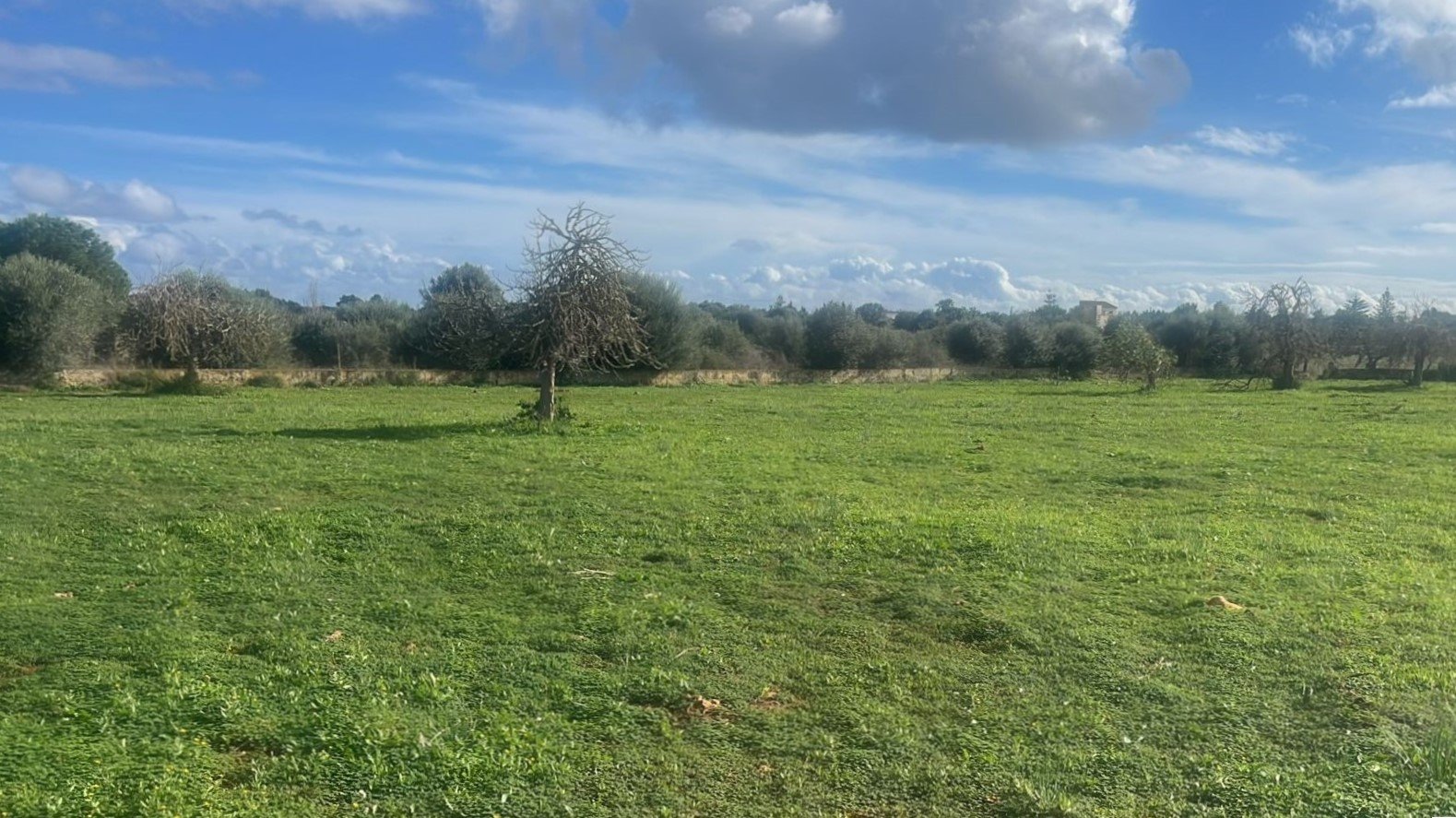 Land plot in Manacor, Mallorca, Spain 3 bedrooms, 14332 sq.m. No. 142676