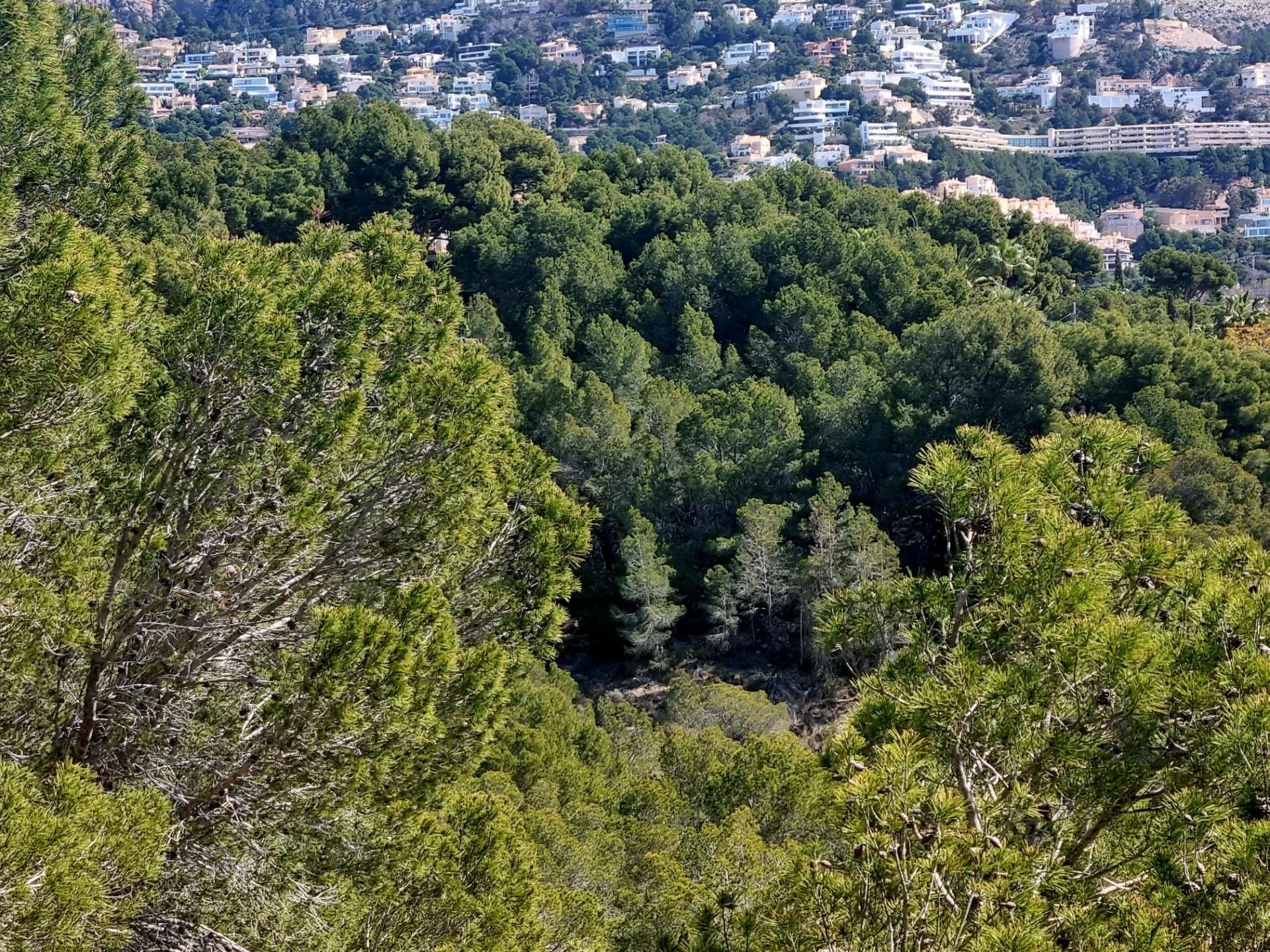 Parcela en Galera de las Palmeras, Alicante, España No. 165542