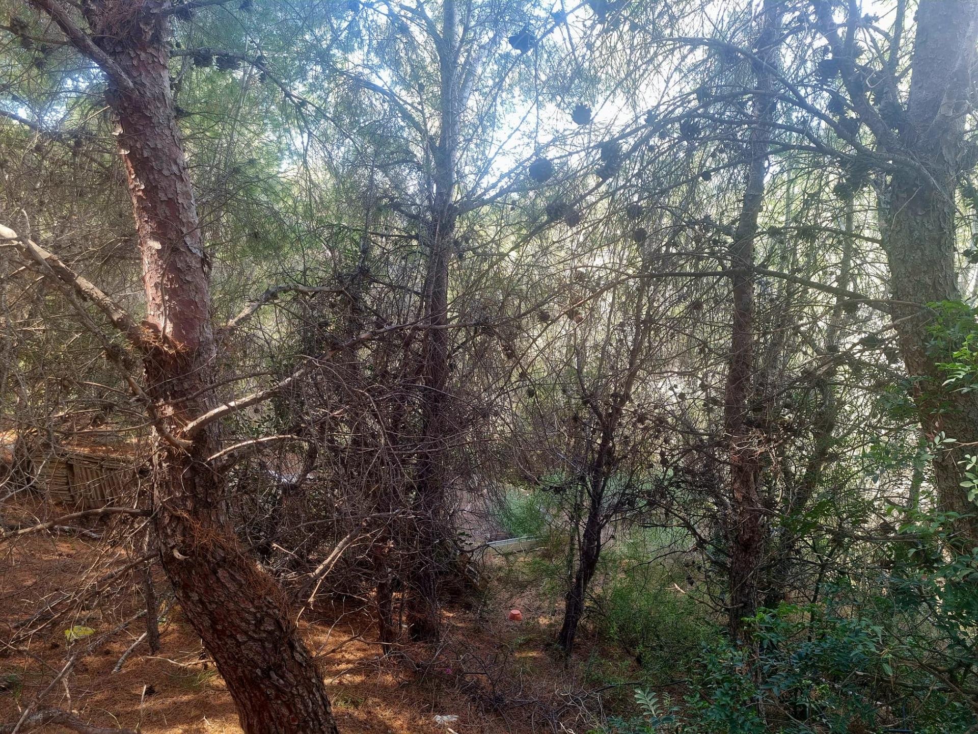 Parcela en Galera de las Palmeras, Alicante, España No. 165542