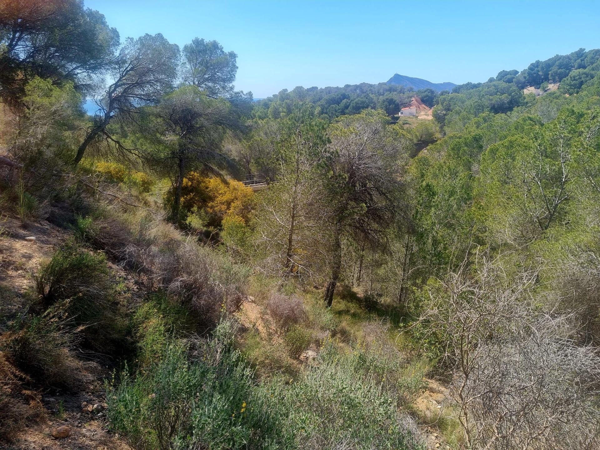 Parcela en Galera de las Palmeras, Alicante, España No. 165542