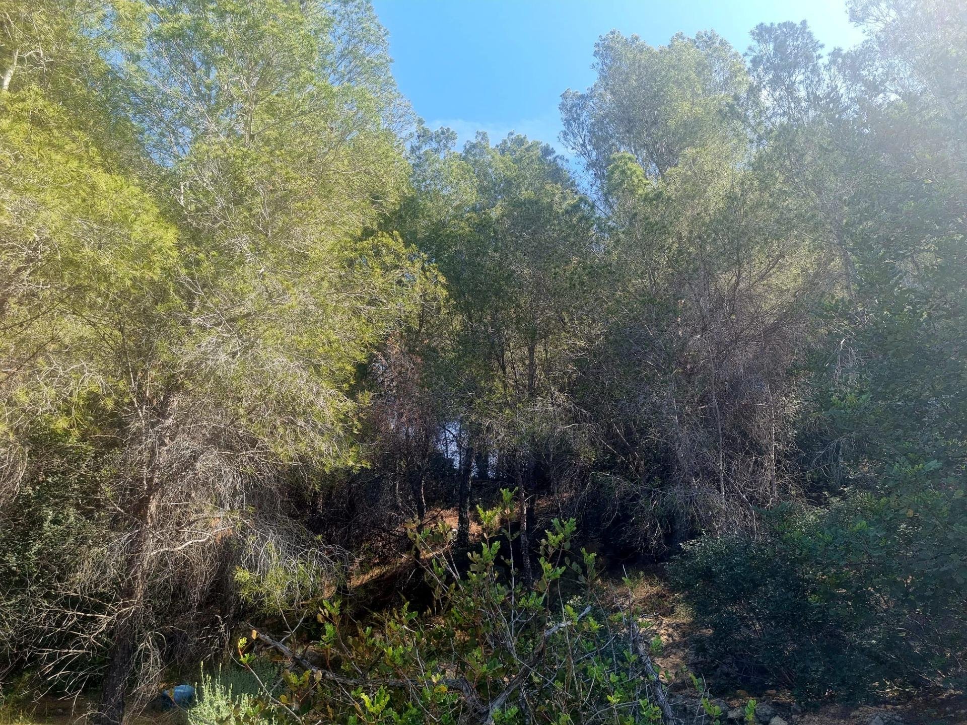 Parcela en Galera de las Palmeras, Alicante, España No. 165542