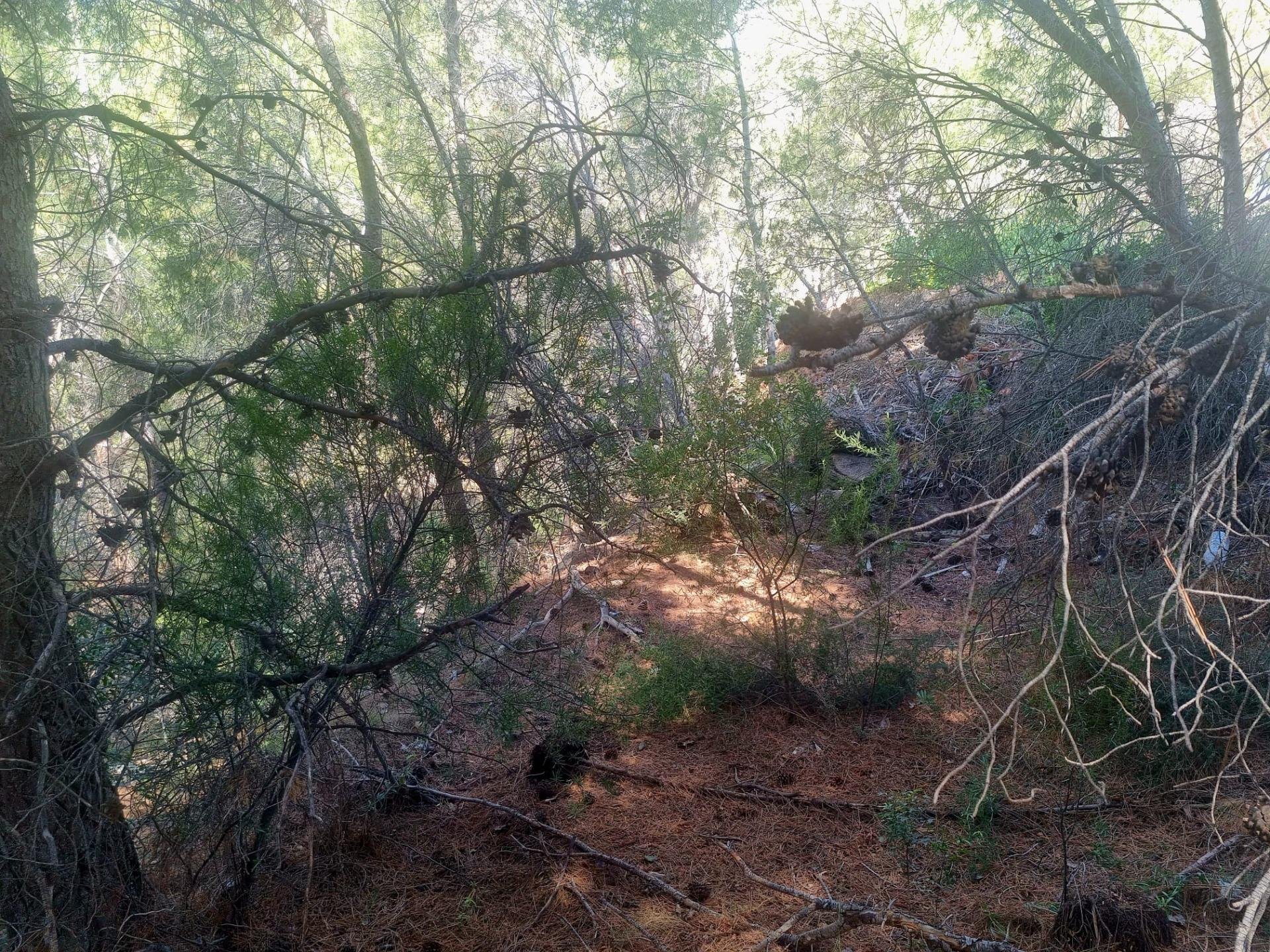 Parcela en Galera de las Palmeras, Alicante, España No. 165542