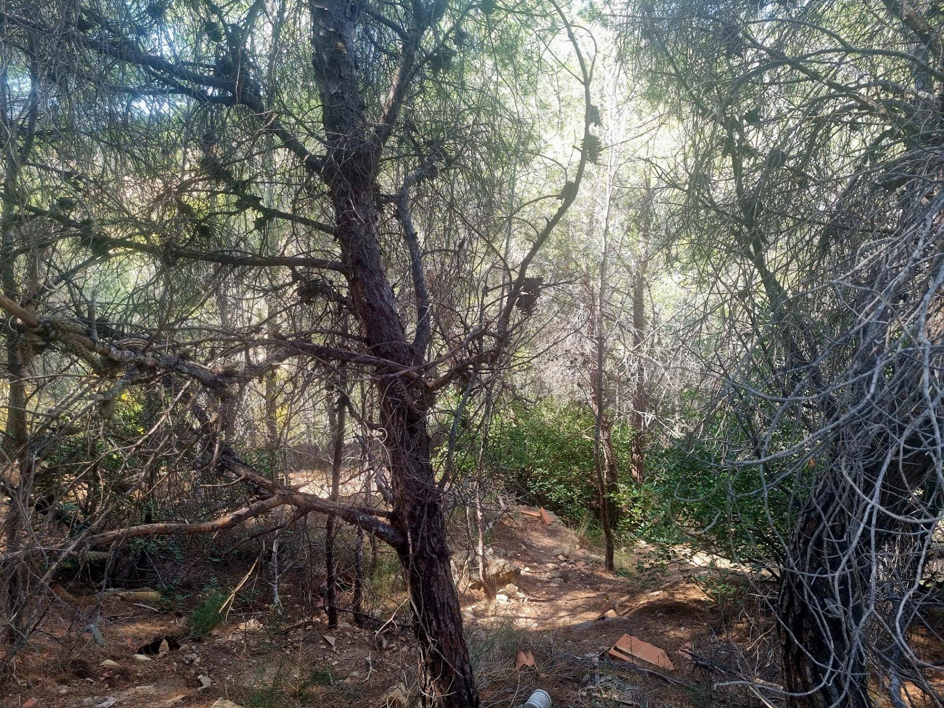 Parcela en Galera de las Palmeras, Alicante, España No. 165542
