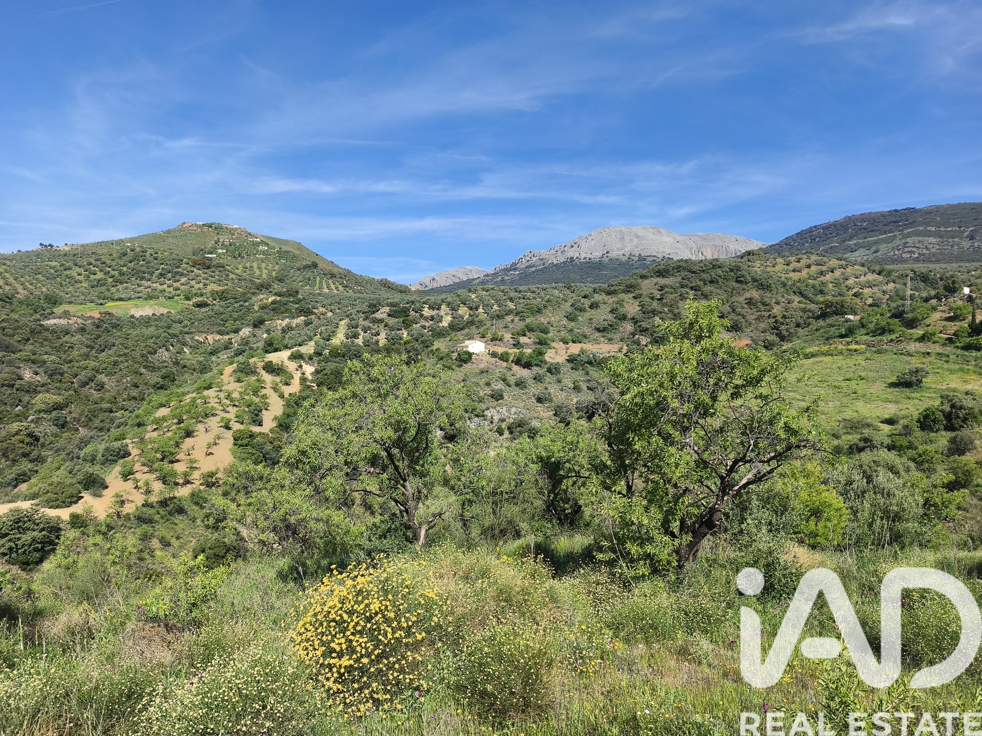Terreno a Colmenar, Malaga, Spagna 23449 mq. N° 184904