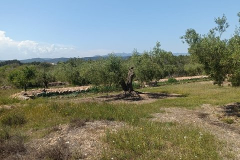 Terreno a L'Ametlla de Mar, Tarragona, Spagna 12172 mq. N° 184907