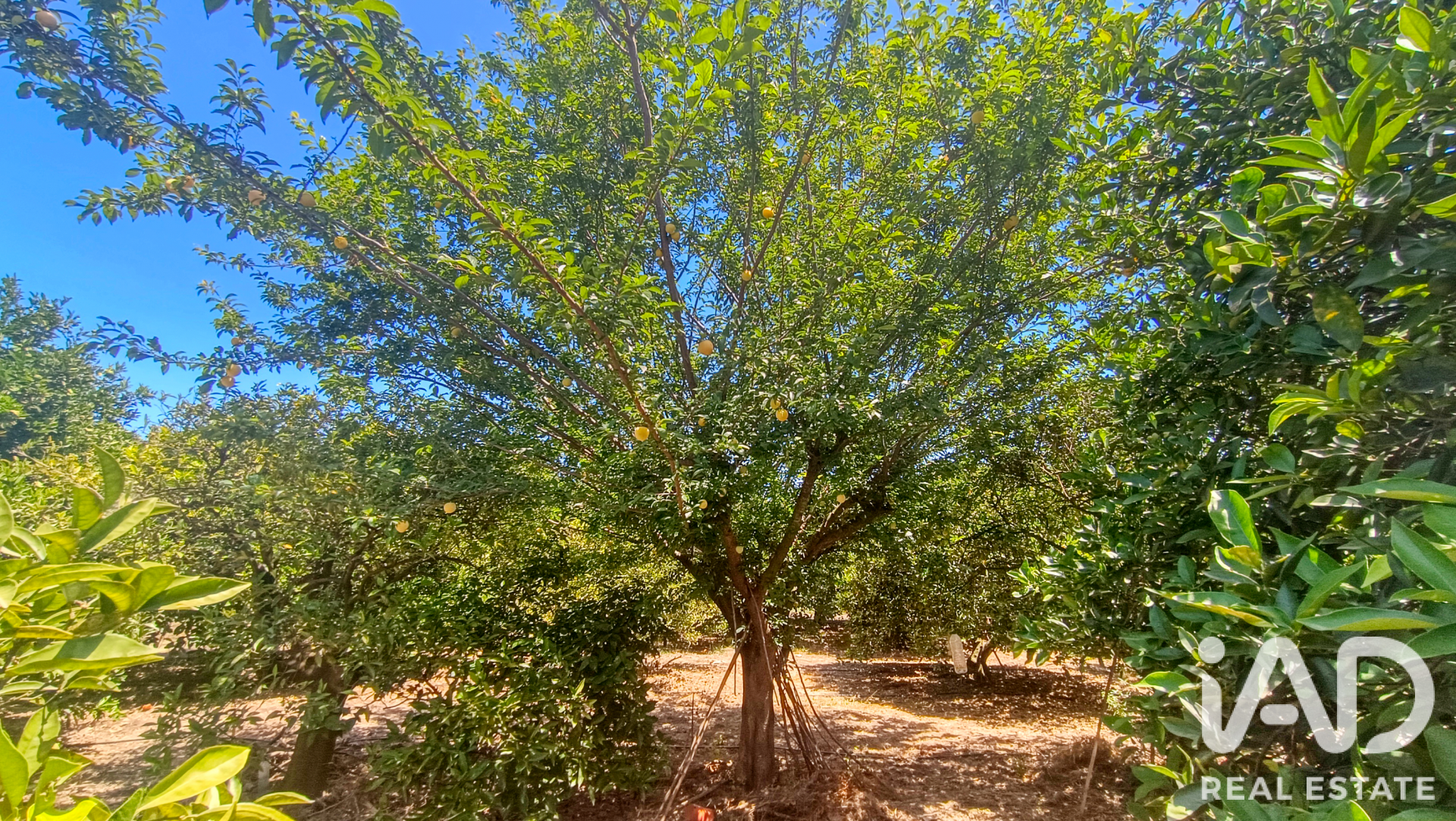 Talo Albalat de la Ribera, Valencia, Espanja 1 makuuhuone, 42 m2 No. 188269