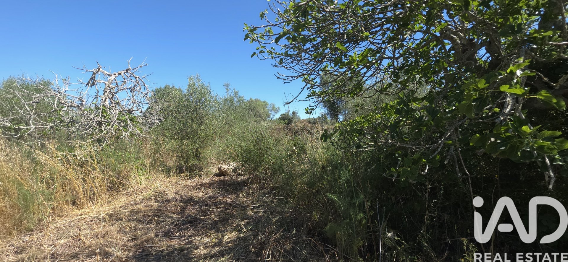Tomt i Santa Margalida, Mallorca, Spanien 6160 kvm. Nr. 184668