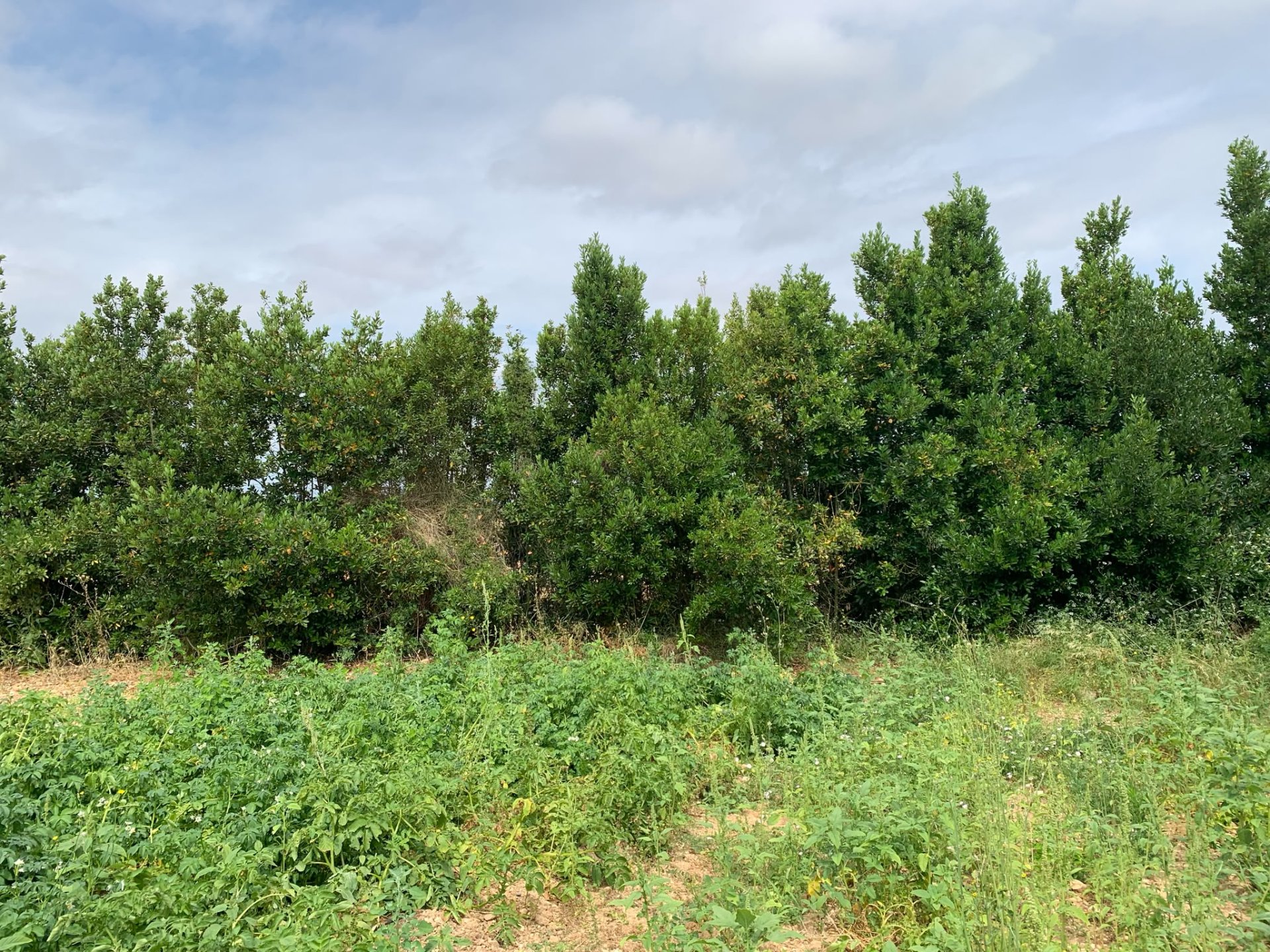 Finca in Algaida, Mallorca, Spanien 2 Schlafzimmer, 997 m2 Nr. 168904