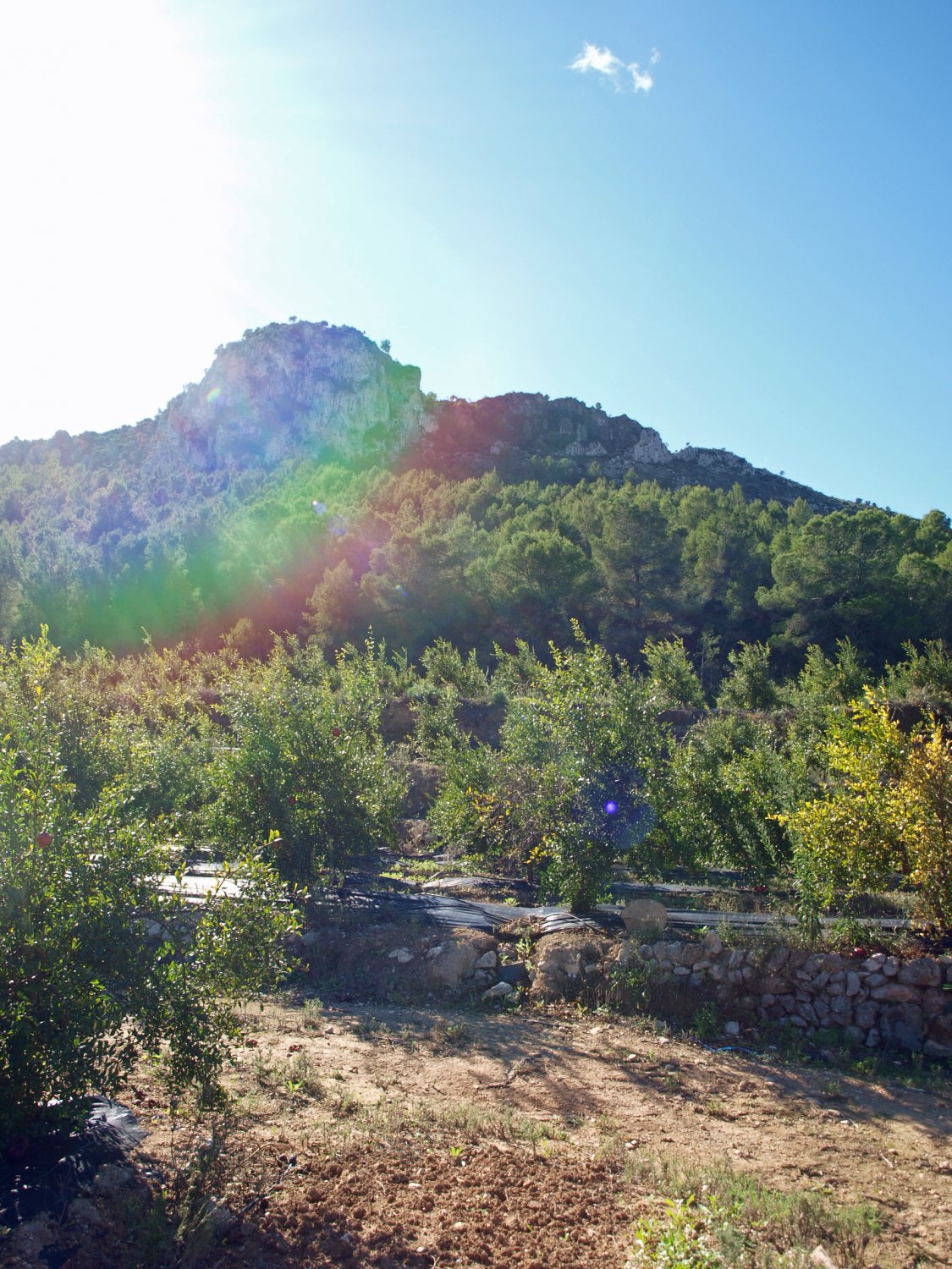 Parcela en Orba, Alicante, España No. 80478