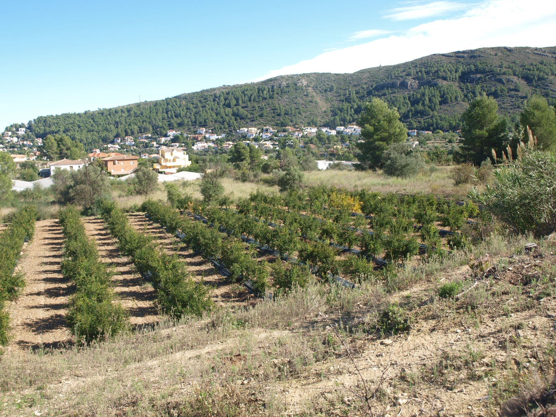 Parcela en Orba, Alicante, España No. 80478