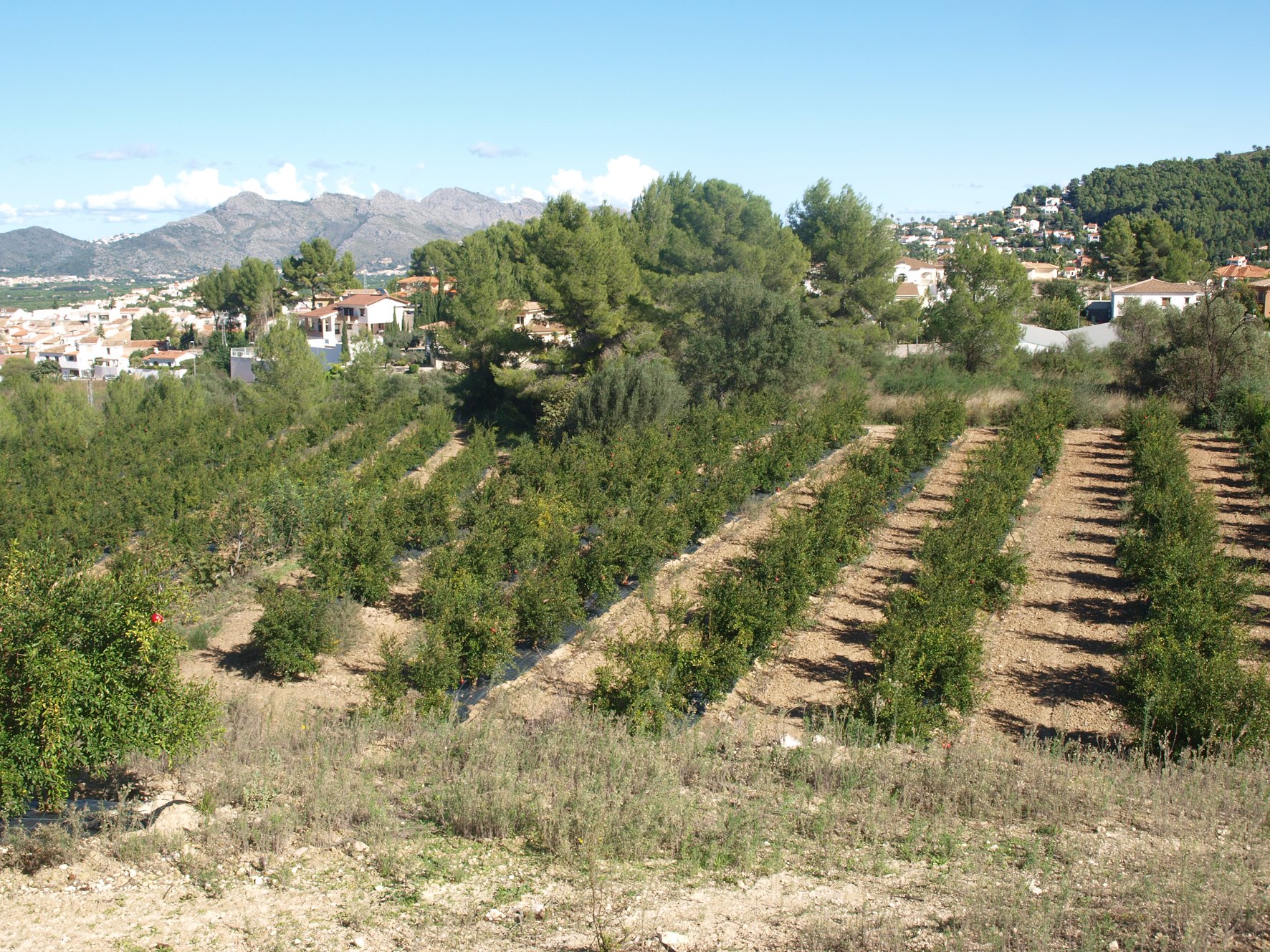 Parcela en Orba, Alicante, España No. 80478