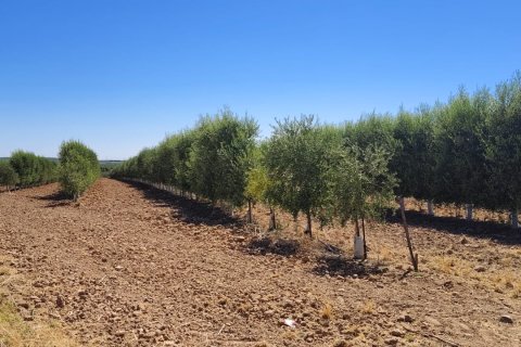 Commercial property in Ecija, Seville, Spain No. 193534