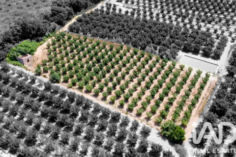 Commercial property à Vallmoll, Tarragona, Espagne No. 193529