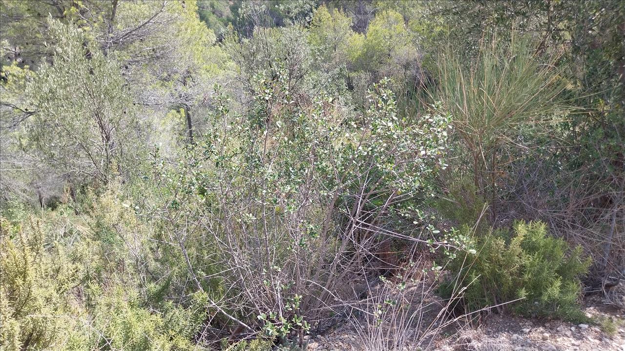 Tomt i Viladecavalls, Barcelona, Spanien Nr. 191154