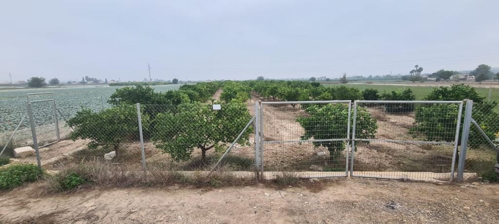 Parcela en Rojales, Alicante, España No. 183790
